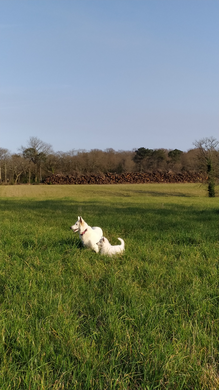 femelle-et-chiot-berger-blanc-suisse
